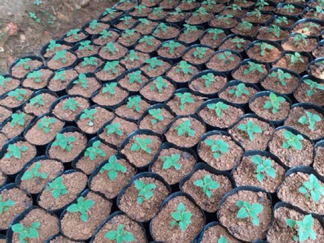 1kg chậu ươm cây giống 21-17 khoảng 110 chậu