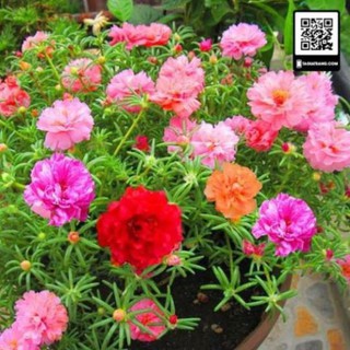 Htt5 hạt giống hoa mười giờ kép mix đủ màu