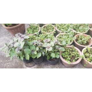 cây Bạc Hà Peppermint (1 chậu)