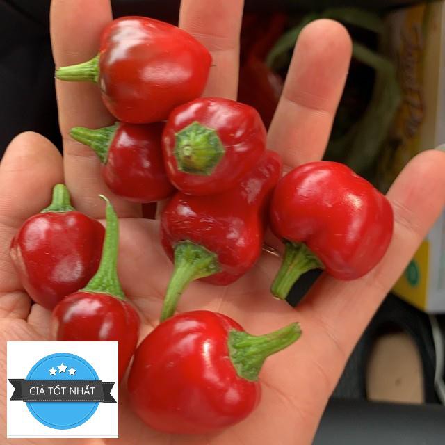 5 Hạt Giống Ớt Cay Habanero Scoville Giống Ớt Cay Nhất Thế Giới Giống Nhập Ngoại 5 Màu