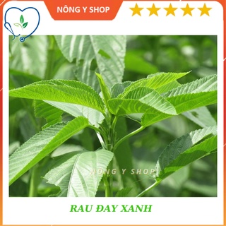 Hạt giống rau đay xanh rạng đông - rado 21