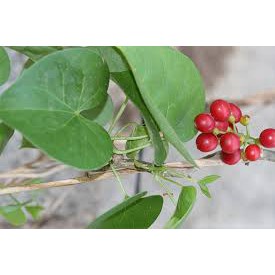 1kg dây đau xương khô