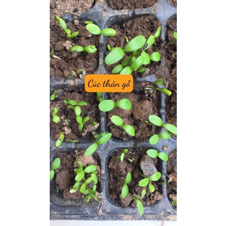 Hạt hoa cúc thân gỗ