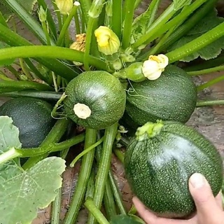 Hạt Giống Bí Ngồi Tròn