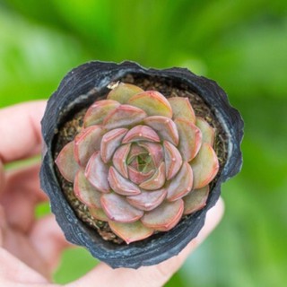 Sen đá hoa hồng nâu 5-7cm - Vườn sen đá