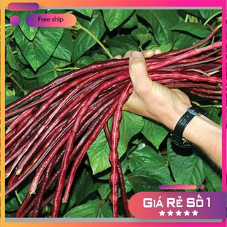 Hạt giống đậu đũa đỏ - 3gr lucky.vn