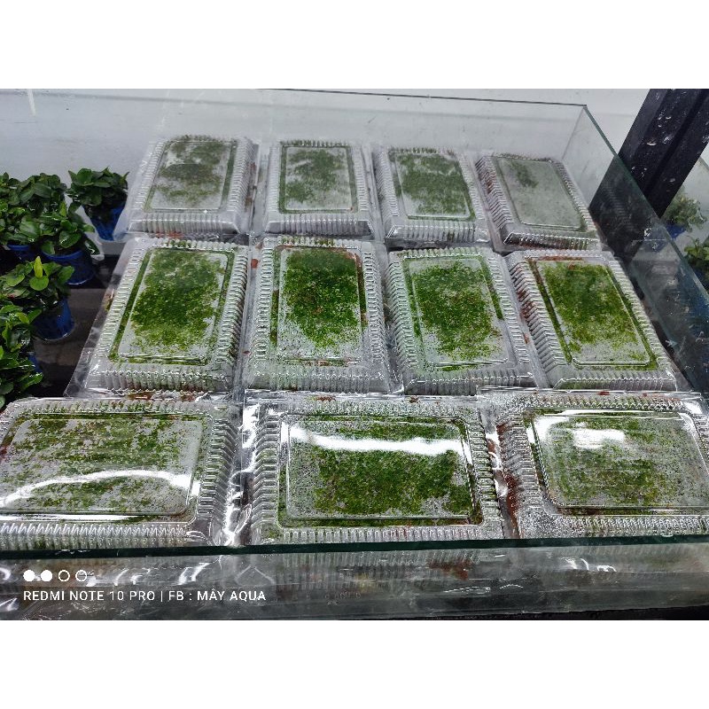 Rêu mini fiss lá nước 1 hộp 5 tấc 5 lớp- Rêu mini fiss trả nền bể thủy sinh