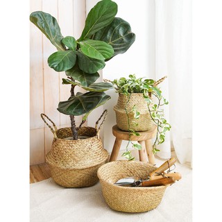 Giỏ chậu cây cỏ bàng Green Joy