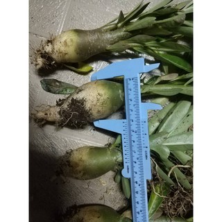 Củ sứ kim tự tháp giống acayda (loại dẻ nhánh một cốt) khi mua 5cây tặng 1cây