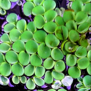5 bụi bèo tai chuột 5cm2