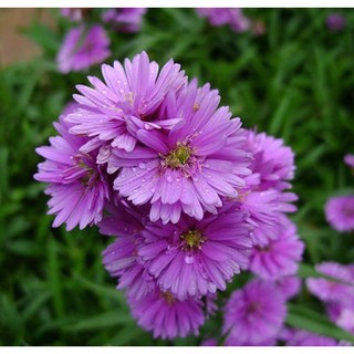 Hạt giống hoa thạch thảo - Tặng gói hạt giống ngẫu nhiên