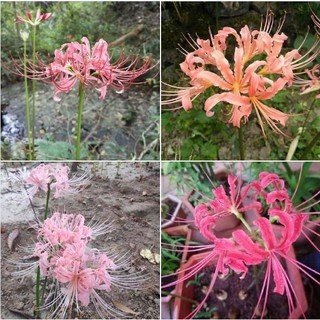 Củ giống hoa bỉ ngạn hoa màu hồng - 1 củ