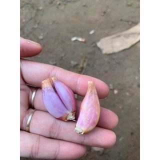CỦ HÀNH GIỐNG TRỒNG ĂN LÁ