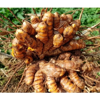 1kg củ nghệ vàng tươi nhà trồng