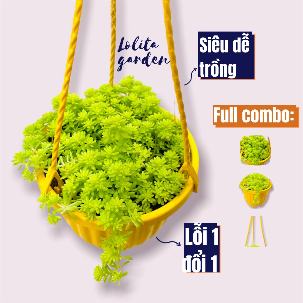Sen đá sedum vàng chậu treo Đà Lạt size 9cm cây cảnh trang trí nhà cửa Lolita garden