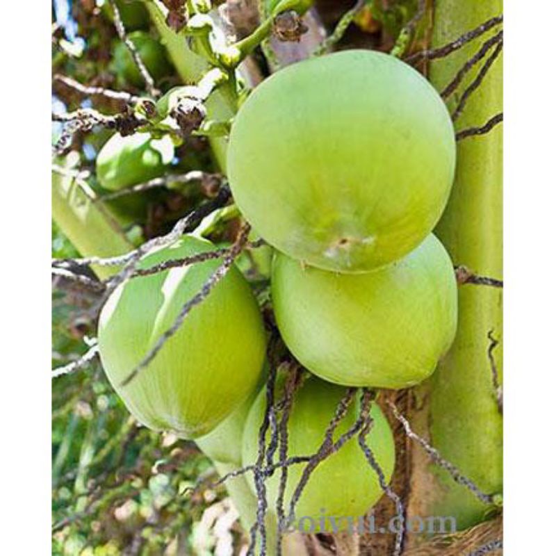 Dừa già khô trái to,vỏ mỏng ,cơm dày