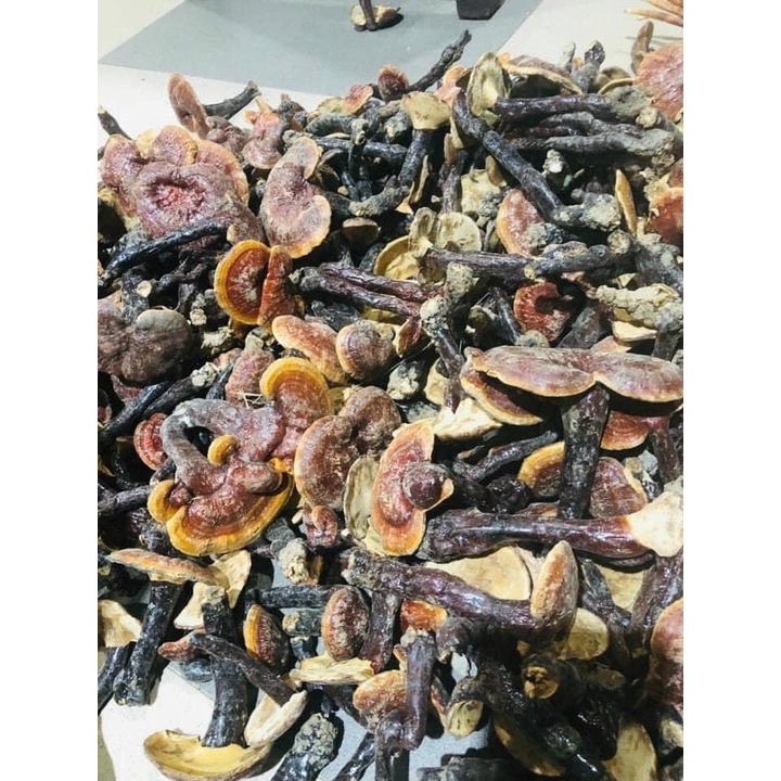 Nấm Lim Xanh Hàng Chuẩn Rừng Tự Nhiên 100Gr | BigBuy360 - bigbuy360.vn