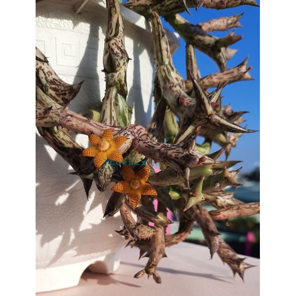 Sao biển Orbea Schweinfurthii