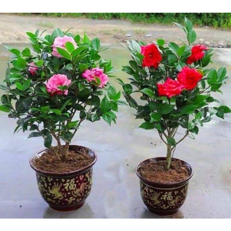 Trà my tứ quý ngũ sắc