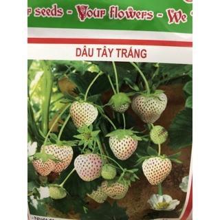 Hạt giống Dâu Tây Trắng 100H