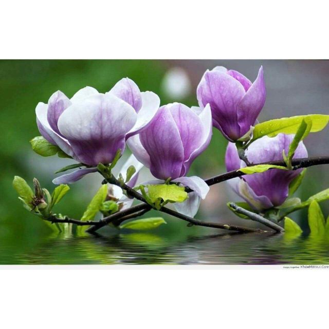 Thớt cường lực