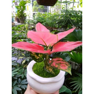 Cây vạn lộc giống mới