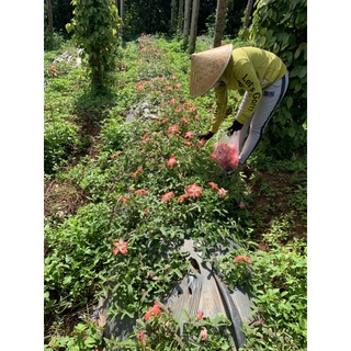 Hạt giống Sâm Bố Chính