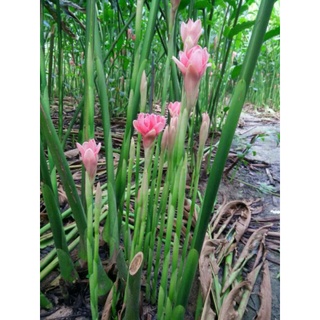 Củ sen đa lộc ( cây sen cạn đa lộc)