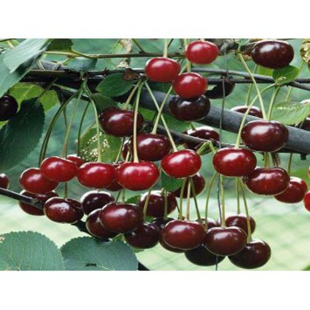 Gói 5 Hạt Giống Cherry Mỹ Cao Sản luckyseed hạt siêu rẻ