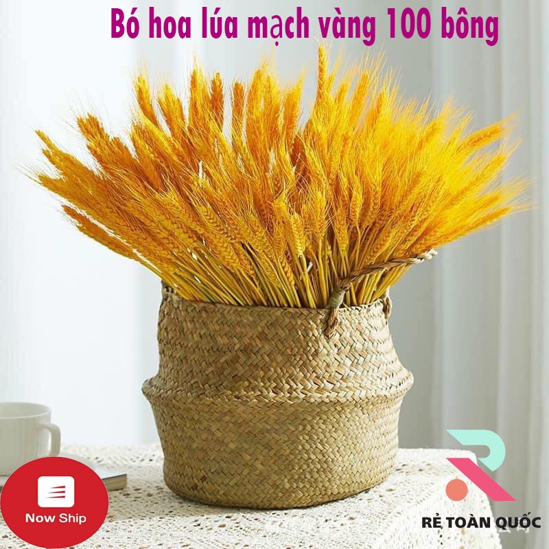 Bông lúa mạch trang trí khô chưng tết bông 60 cây