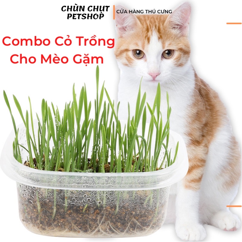 Combo hạt giống cỏ trồng cho Mèo gặm - Bộ Kit hạt lúa mạch