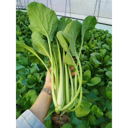 Hạt giống Cải Ngọt Cọng Xanh A1 gói 50g