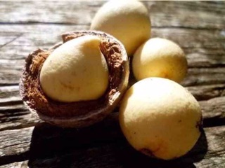 Dầu mù u Lê quế