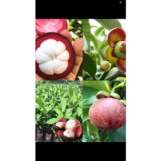 Măng cụt đặc sản lâm đồng 110k/2kg