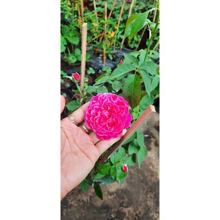 Hoa hồng chậu tường vi
