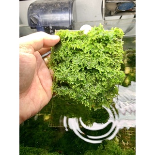 rêu mini taiwan 5 tặng 1