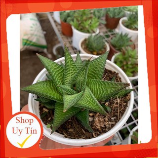 Móng rồng xoáy trung🍏 |FREESHIP| 🔥 XỨ NÓNG, ĐÃ THUẦN KHÍ HẬU, KHOẺ ĐẸP 🍏 LỖI 1 ĐỔI 1
