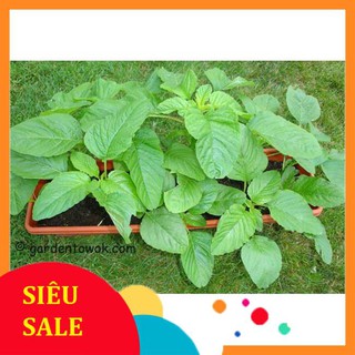 20g Hạt giống Rau Dền xanh