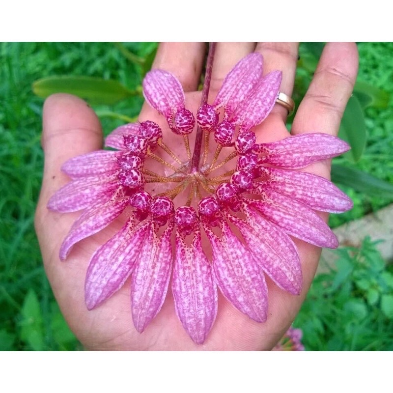 Hoa Lan lọng xoè sỉ 12k