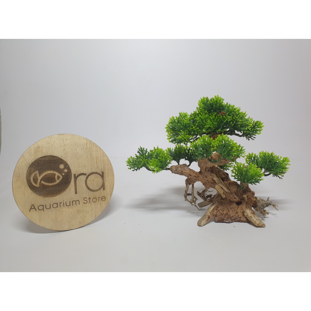 Cây Bonsai trang trí bể cá.