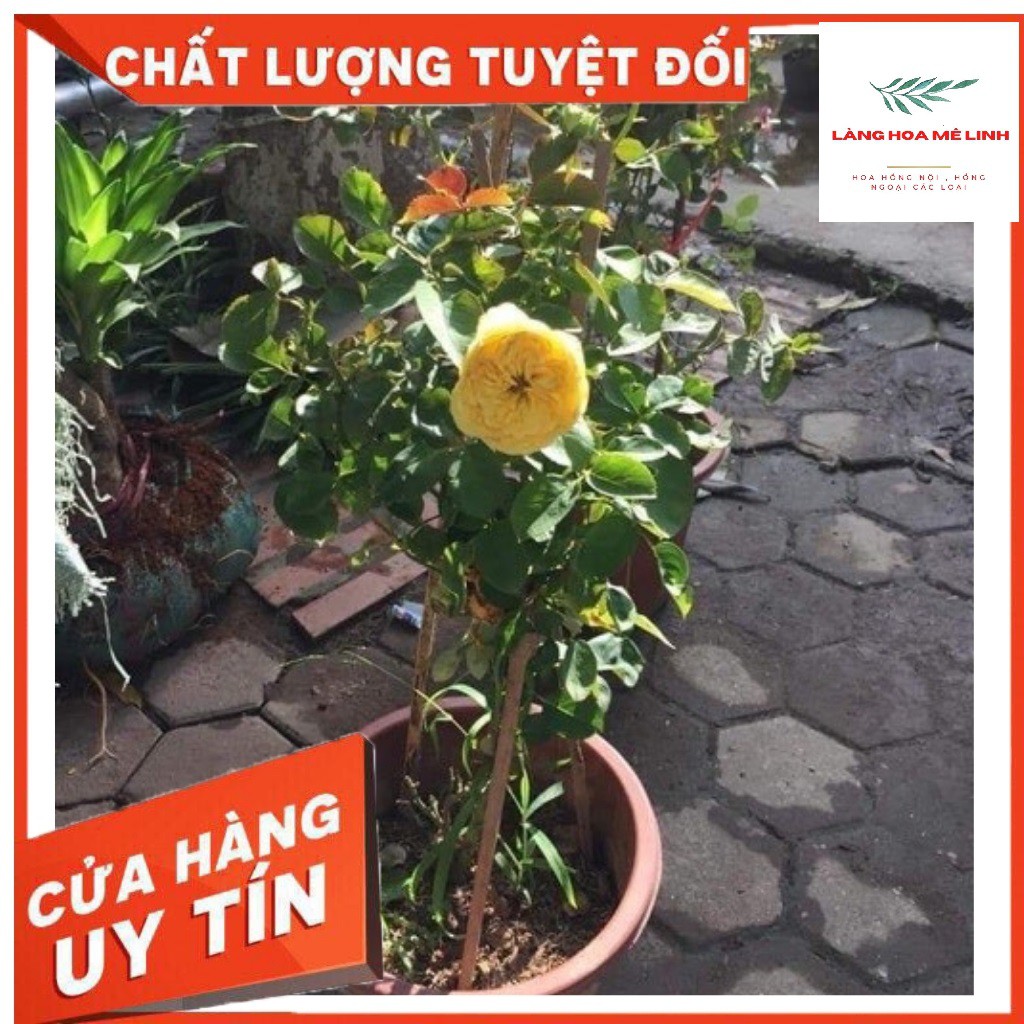 Hoa Hồng Bụi Catalina [MÀU VÀNG CHANH] tuyệt đẹp,hương thơm mộc dược, hoa lâu tàn⭐⭐