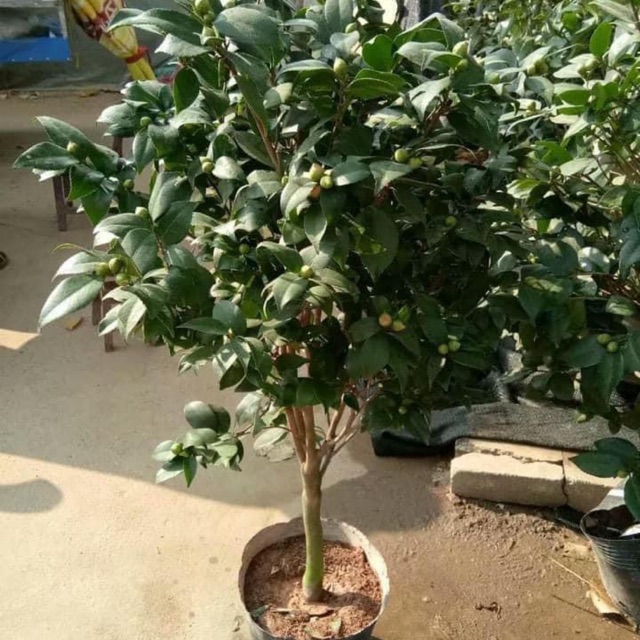 Trà my cây lớn sẵn nụ