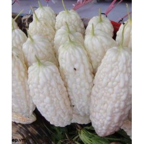 Hạt Giống Khổ Qua Bạch Tuyết Siêu Qủa  -  - Dễ Trồng, Năng Suất