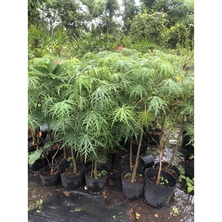 Cây đỗ trọng cao 40-50cm