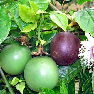 Hạt Giống Chanh Dây Cao Sản