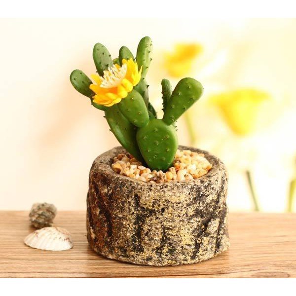 Hạt giống Xương rồng tai thỏ 20 hạt ĐẾN MÙA TRỒNG TẾT luckyseed hạt siêu rẻ