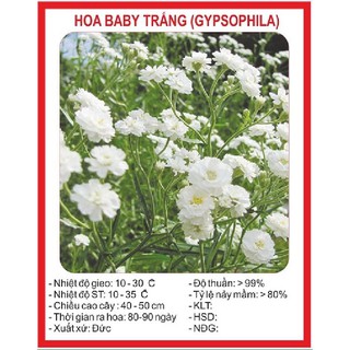 Hạt giống Hoa Baby trắng – 100Hạt