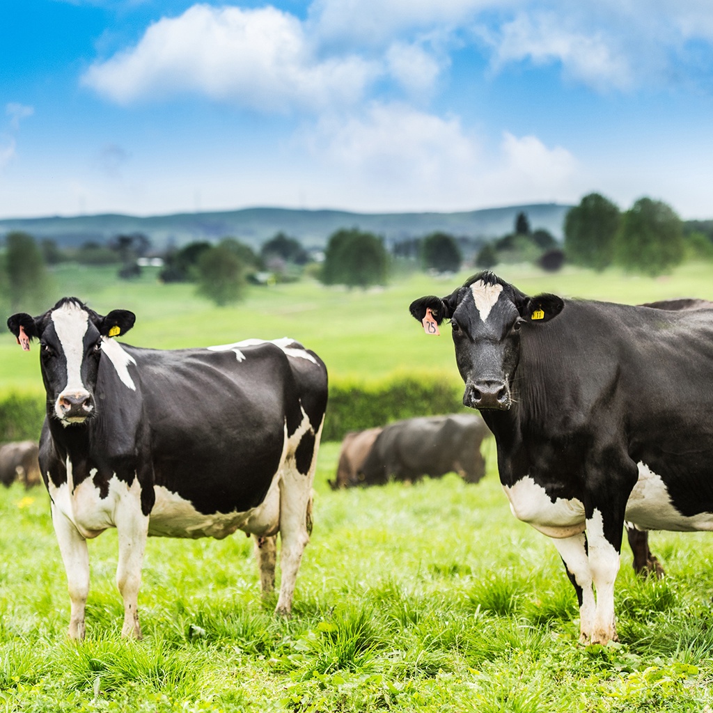 Thùng 48 hộp Sữa New Zealand Nutimilk Bò ăn cỏ tự nhiên ít đường 110ml/hộp-TUH