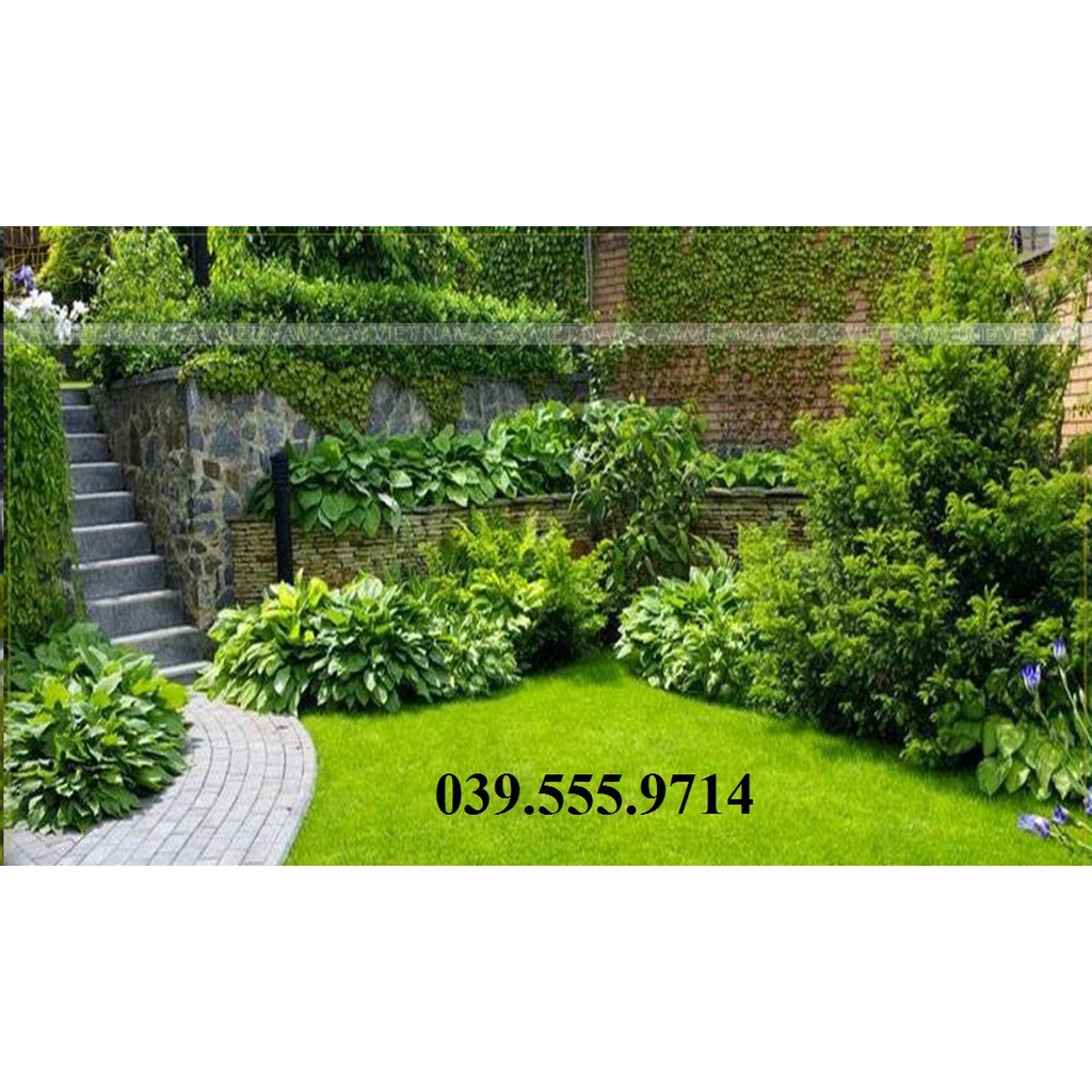Hạt Cỏ Thảm Nhung Nhật- Cỏ Thảm Trang Trí - Gói 50gram
