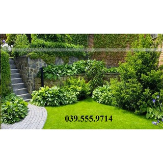 Hạt Cỏ Nhung Nhật  200gram - Cỏ Thảm Trang Trí Sân Vườn dễ trồng quanh năm